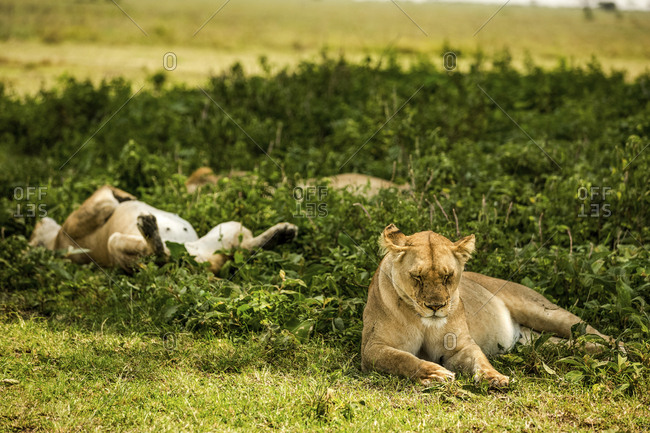 Lions resting on field