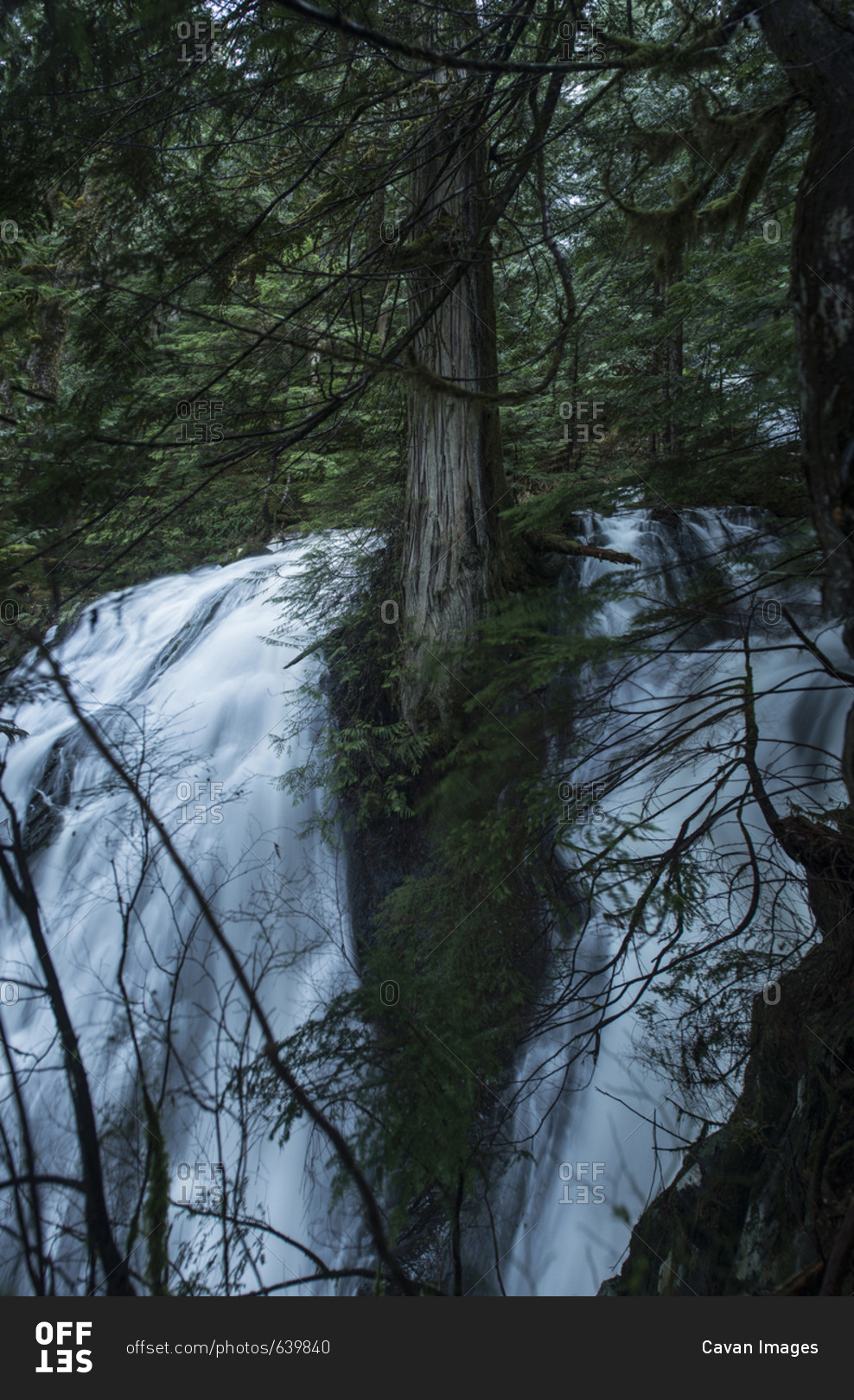 Scenic view of waterfall seen through branches at North Cascades National Park