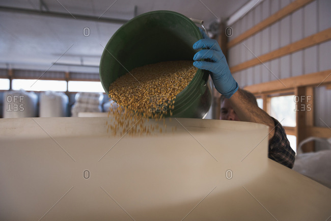 Man putting grains in grain elevator at factory