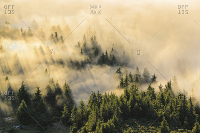 Ukraine, Zakarpattia region, Rakhiv district, Carpathians, Chornohora, Mist over forest