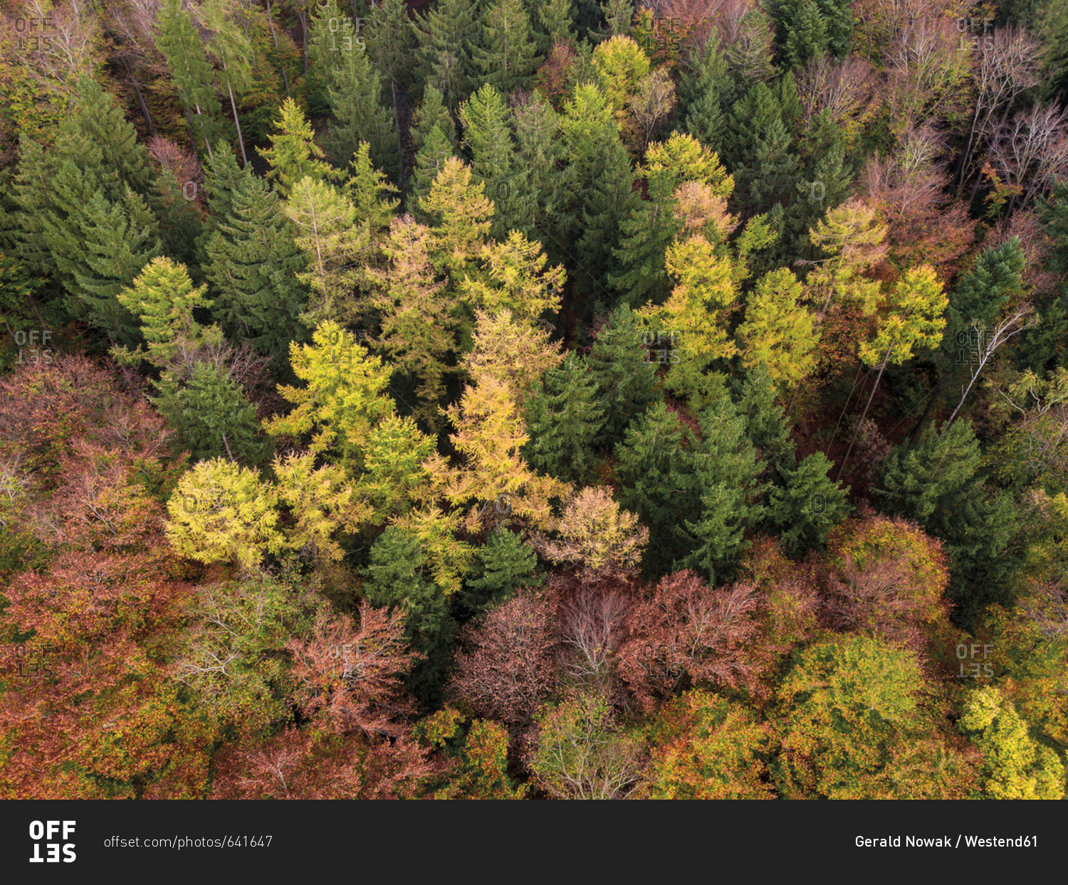 Germany- Bavaria- Fuerstenfeldbruck- Beech Forest in autumn