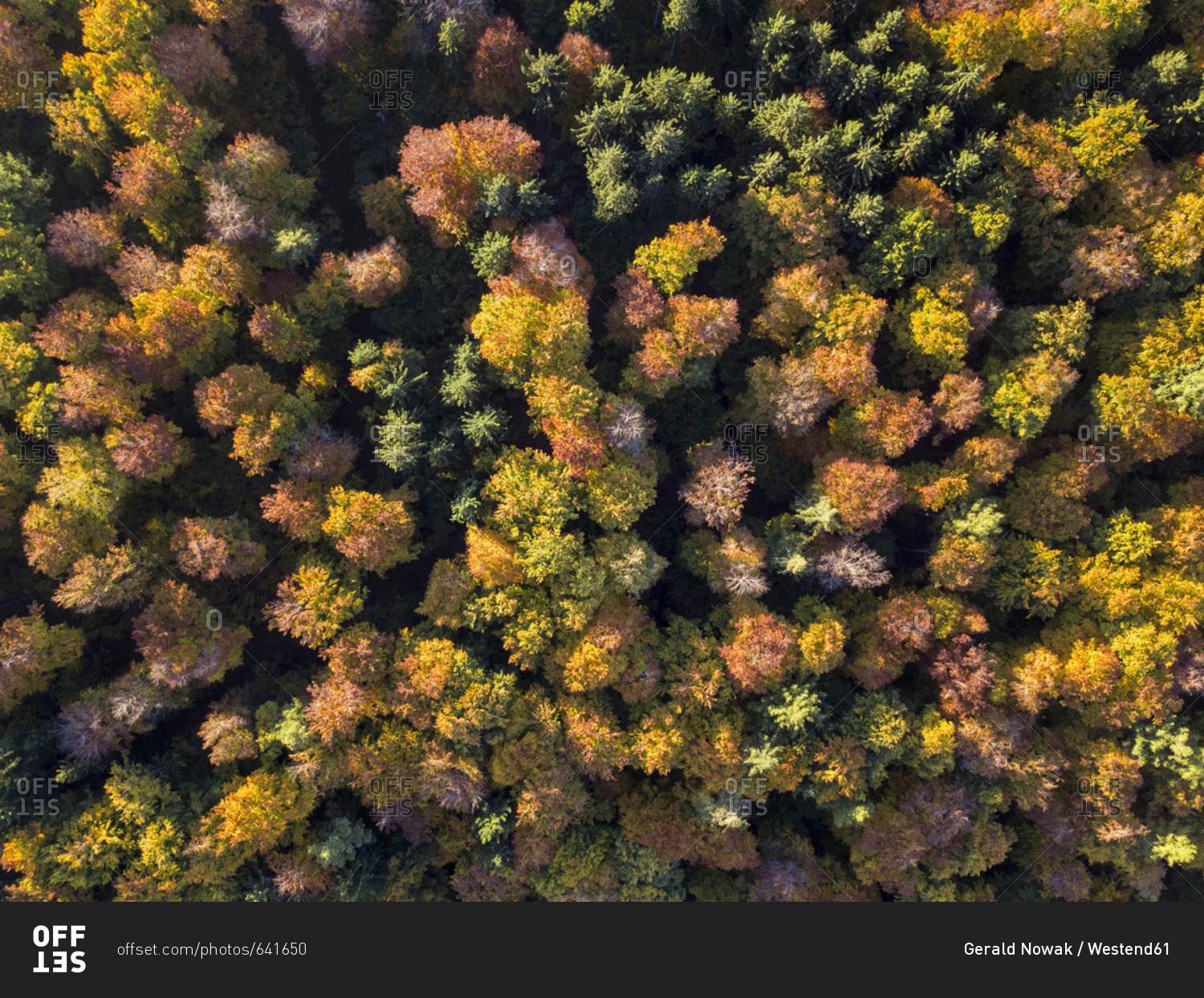Germany- Bavaria- Fuerstenfeldbruck- Beech Forest in autumn