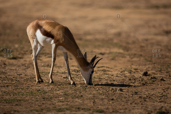 Wild deer grazing on a barren land on a sunny day
