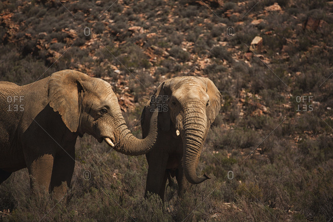 Wild elephants grazing on grassland on a sunny day