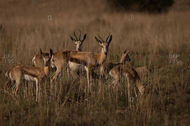 Herd of antelopes grazing on the savannah on a sunny day