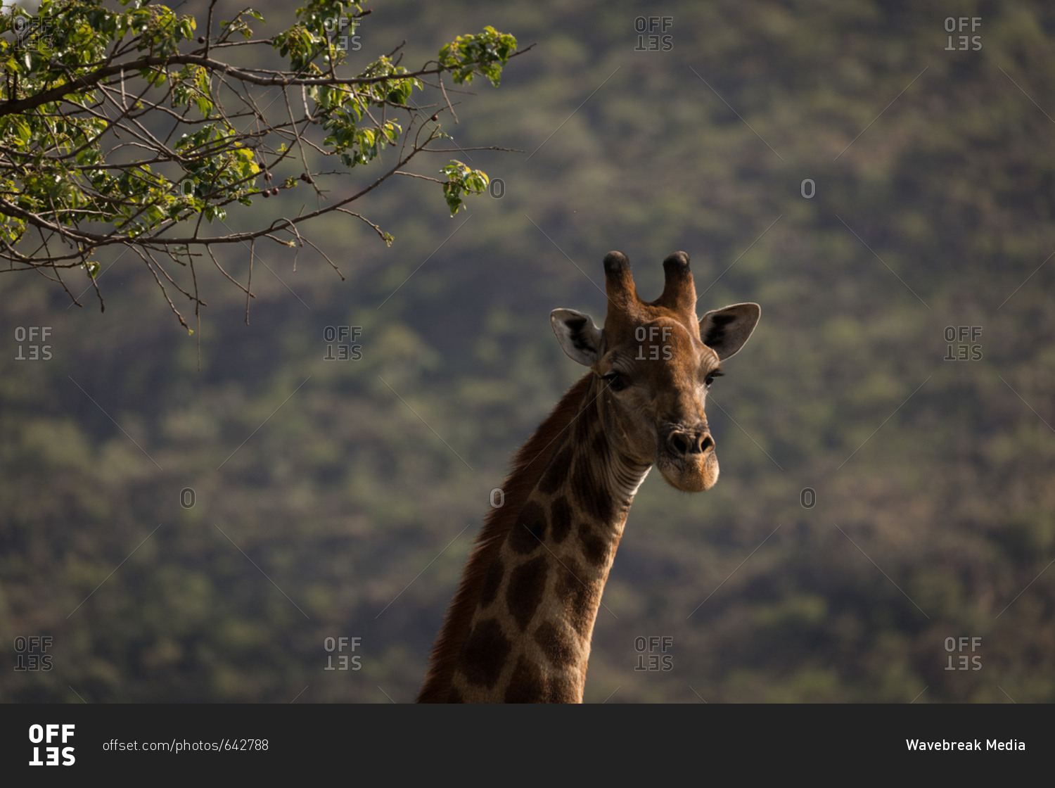 Giraffe in safari park on a sunny day