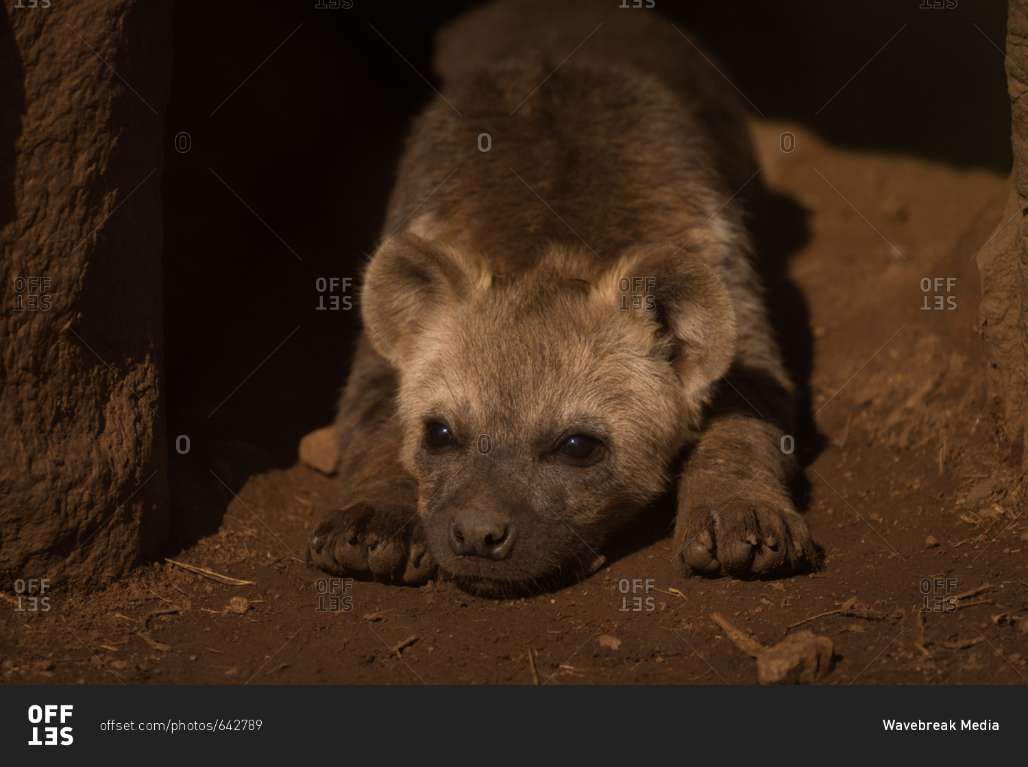 Close-up of baby hyena relaxing at safari park