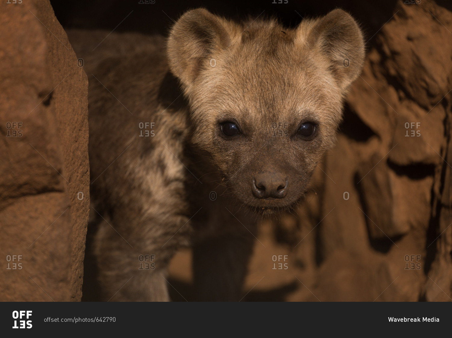 Close-up of baby hyena at safari park
