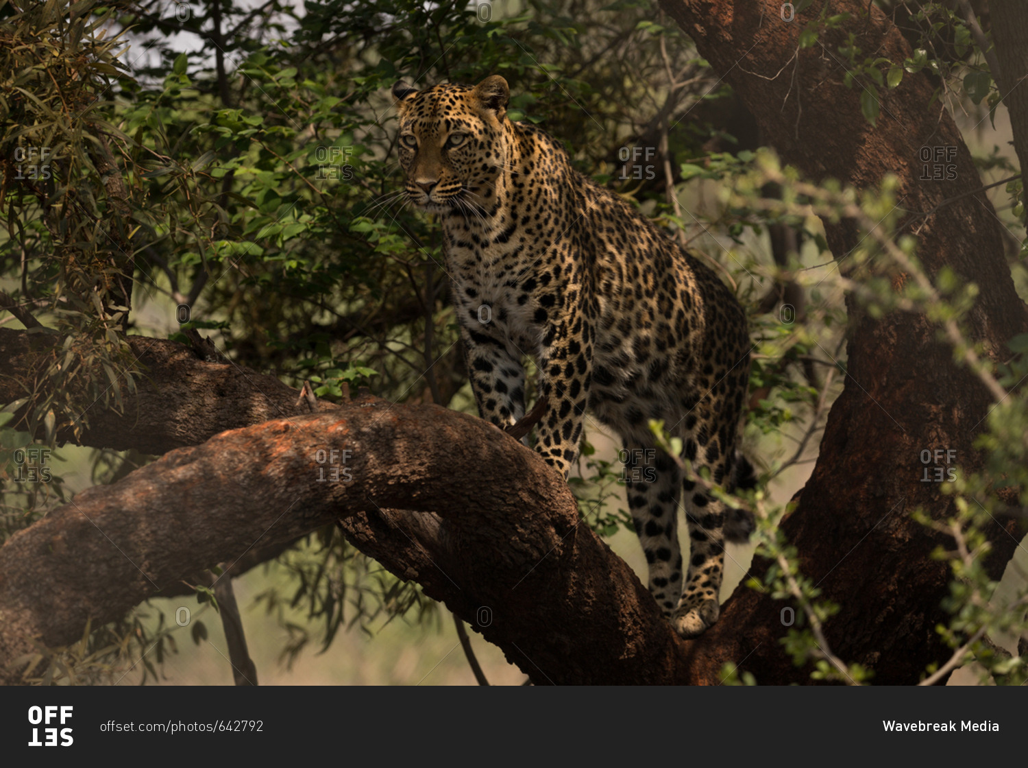 Leopard walking on branch at safari park