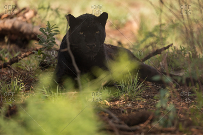 Black panther relaxing at safari park on a sunny day