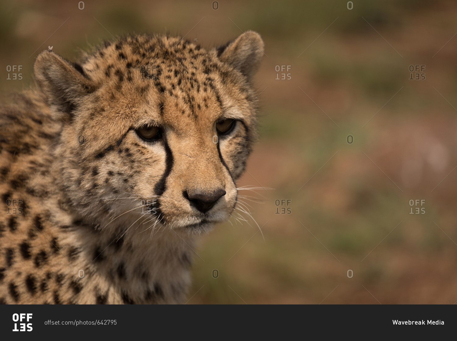 Close-up of cheetah at safari park on a sunny day