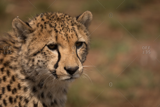 Close-up of cheetah at safari park on a sunny day