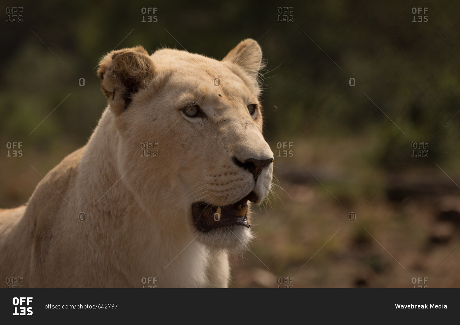 Close-up of lioness at safari park