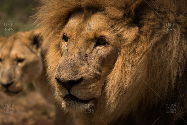 Close-up of lion and lioness gazing at safari park on a sunny day