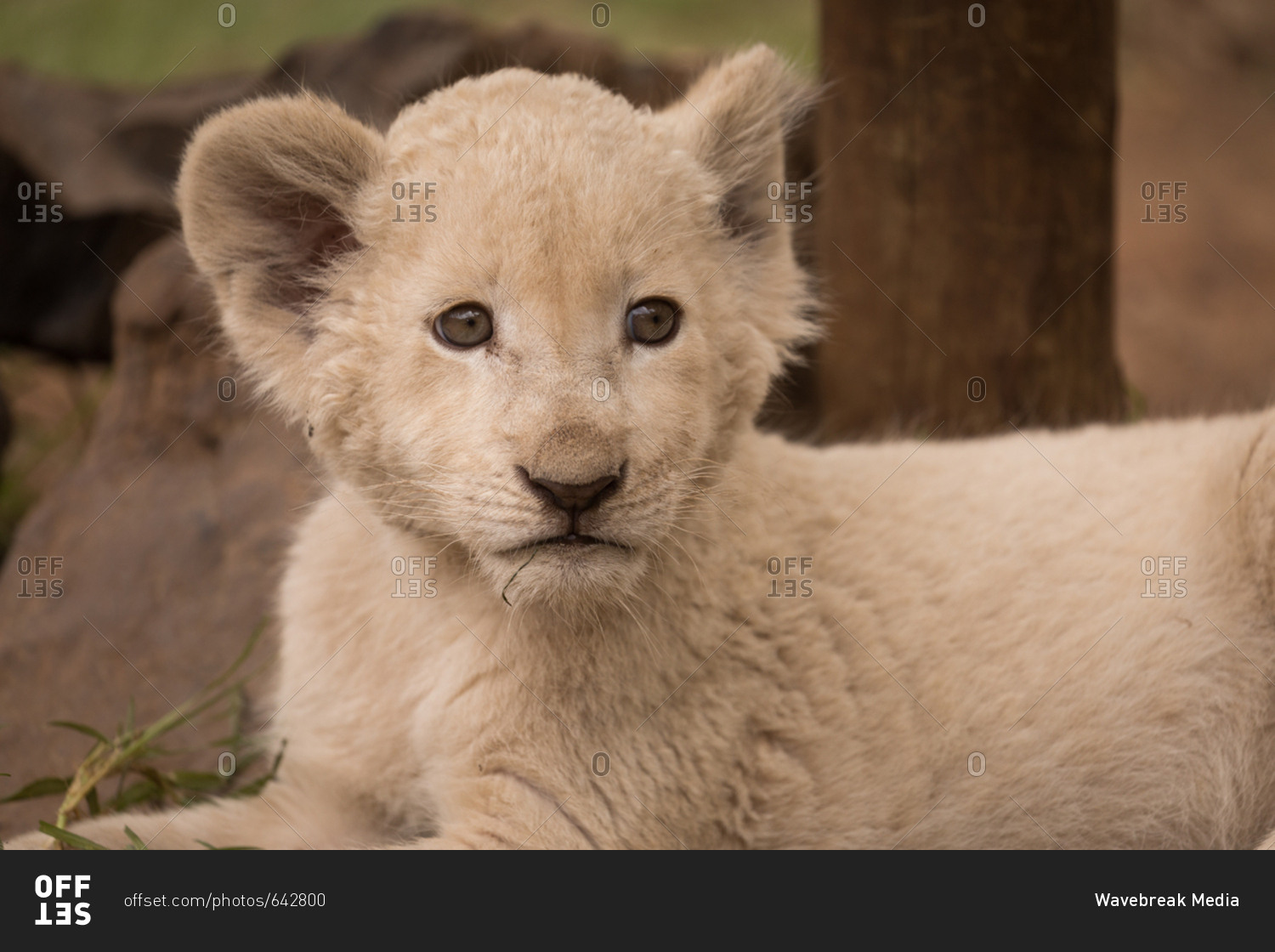 Close-up of lion cub relaxing at safari park