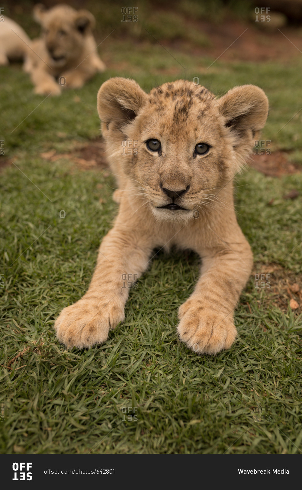 Lion cubs relaxing on grass at safari park