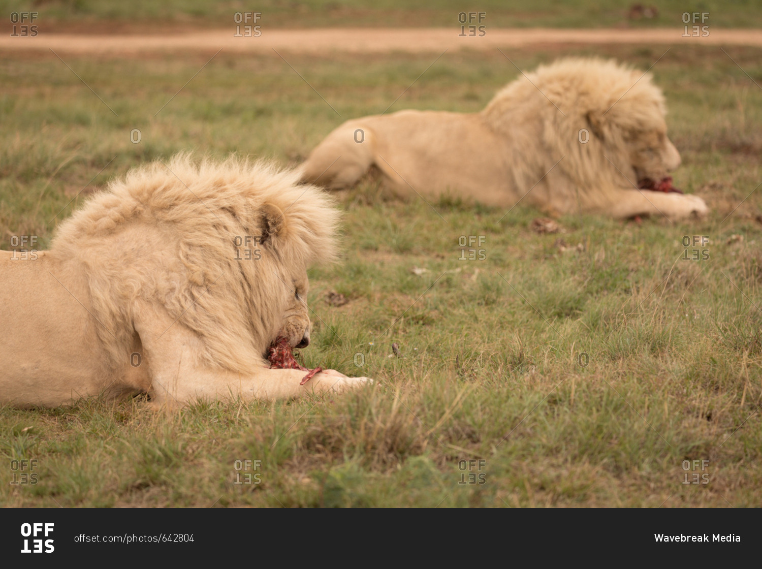 Lions eating meat at safari park