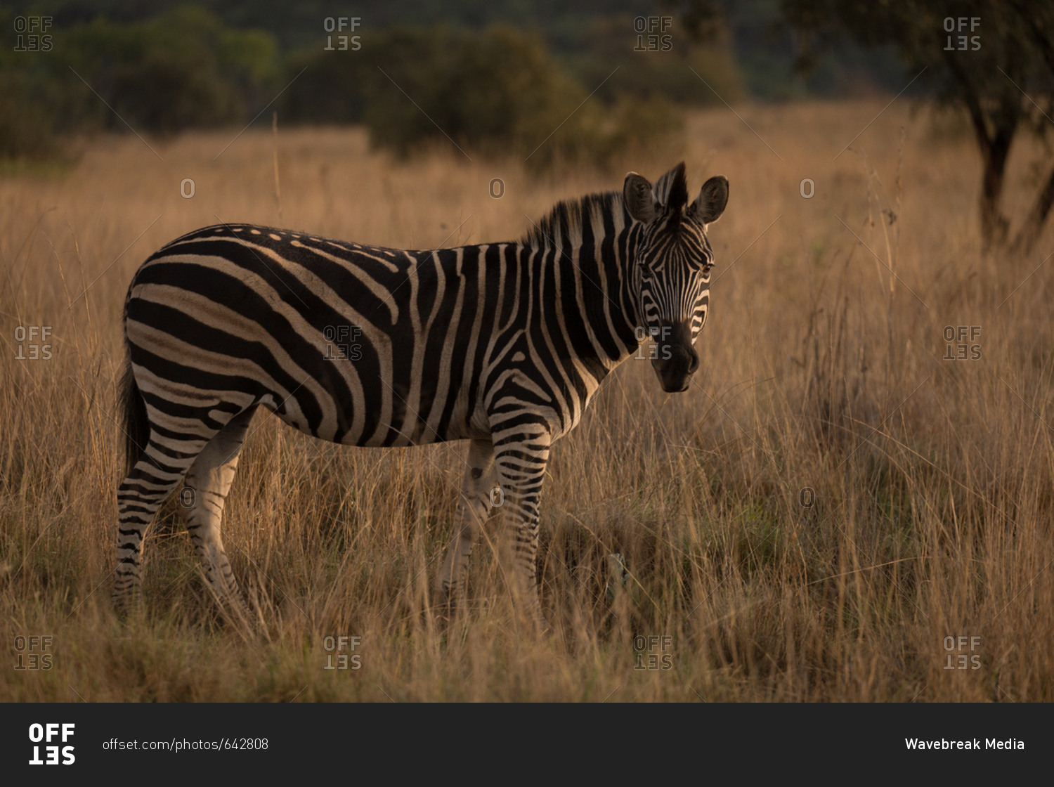 Zebra standing in the savannah at safari park