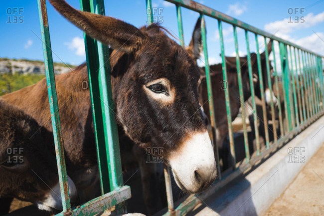 Donkeys in a pen