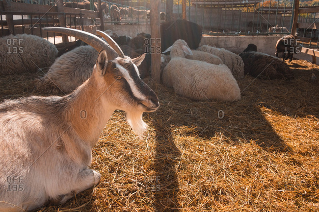 Goats and sheep in a farm pen