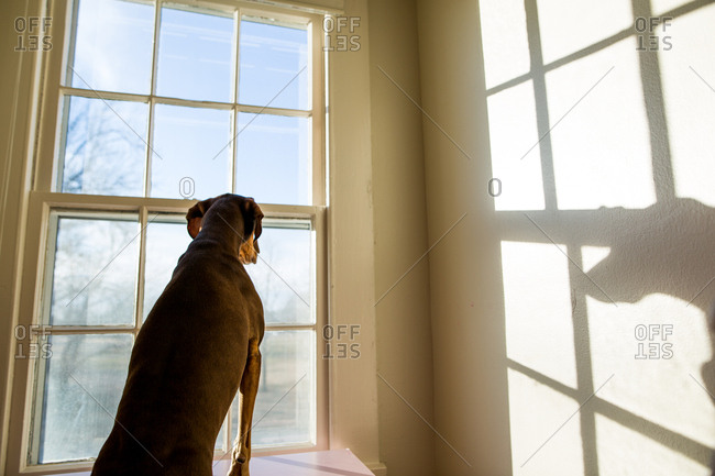 Lonely dog looking out window