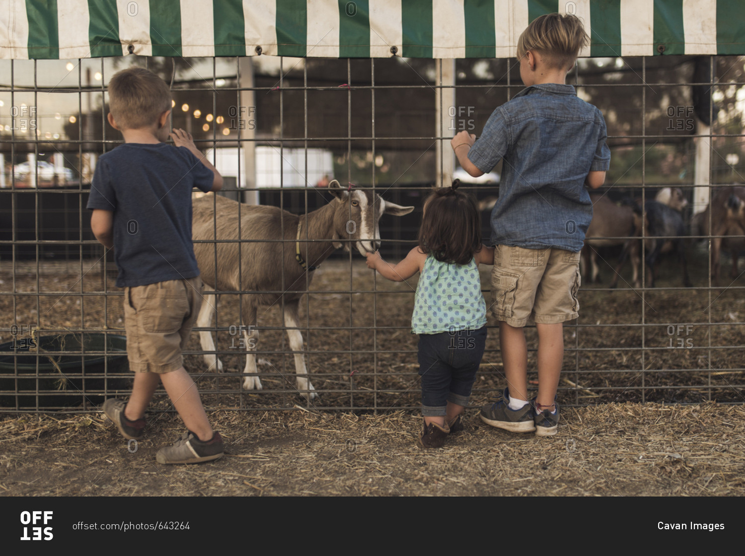 Rear view of siblings looking at goat in animal pen
