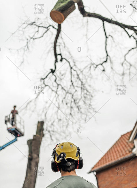 Man in safety helmet and ear protection looking at chopped tree lifted by crane. Rear view