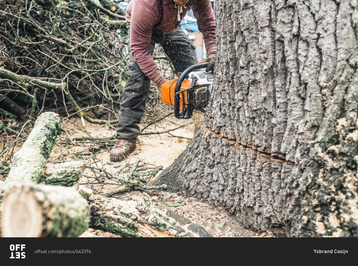 Arborist with chainsaw cutting large tree trunk of old oak