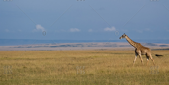 Giraffe, Maasai Mara National Game Reserve, Kenya