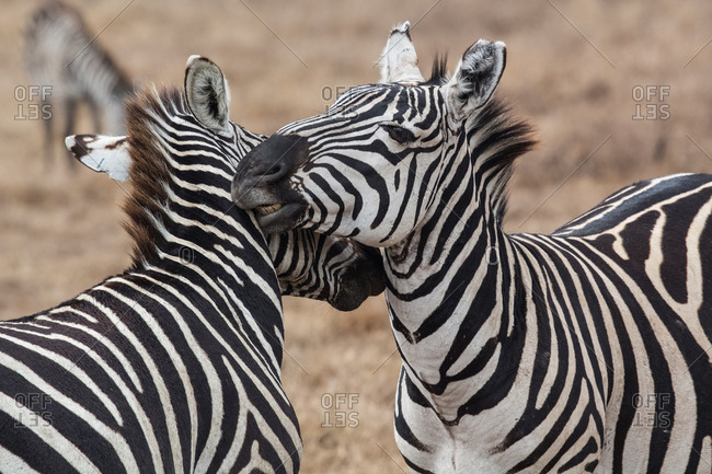 Zebras fighting in Natural Reserve of Ngorongoro, Tanzania, ngorongoro, Tanzania