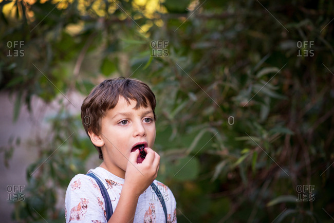 Little boy eating fresh picked blackberry