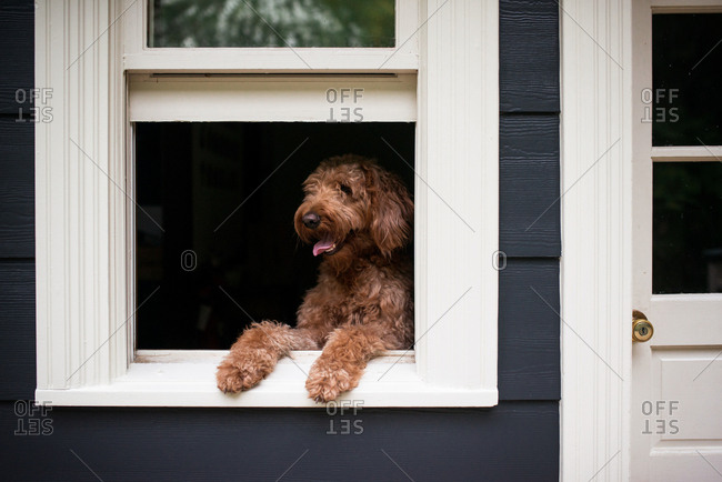 do dogs like looking out windows