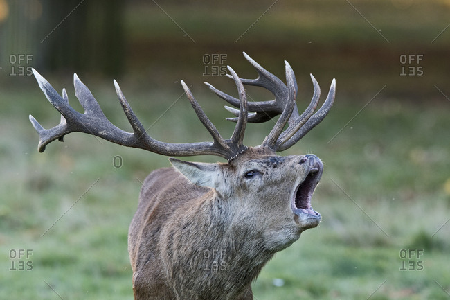 Red stag roaring during rut