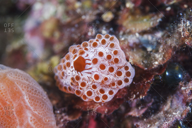 Coral Reef, close-up, Adriatic Sea