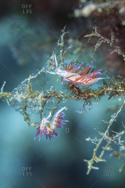 Cratena Slug, close-up, Adriatic Sea