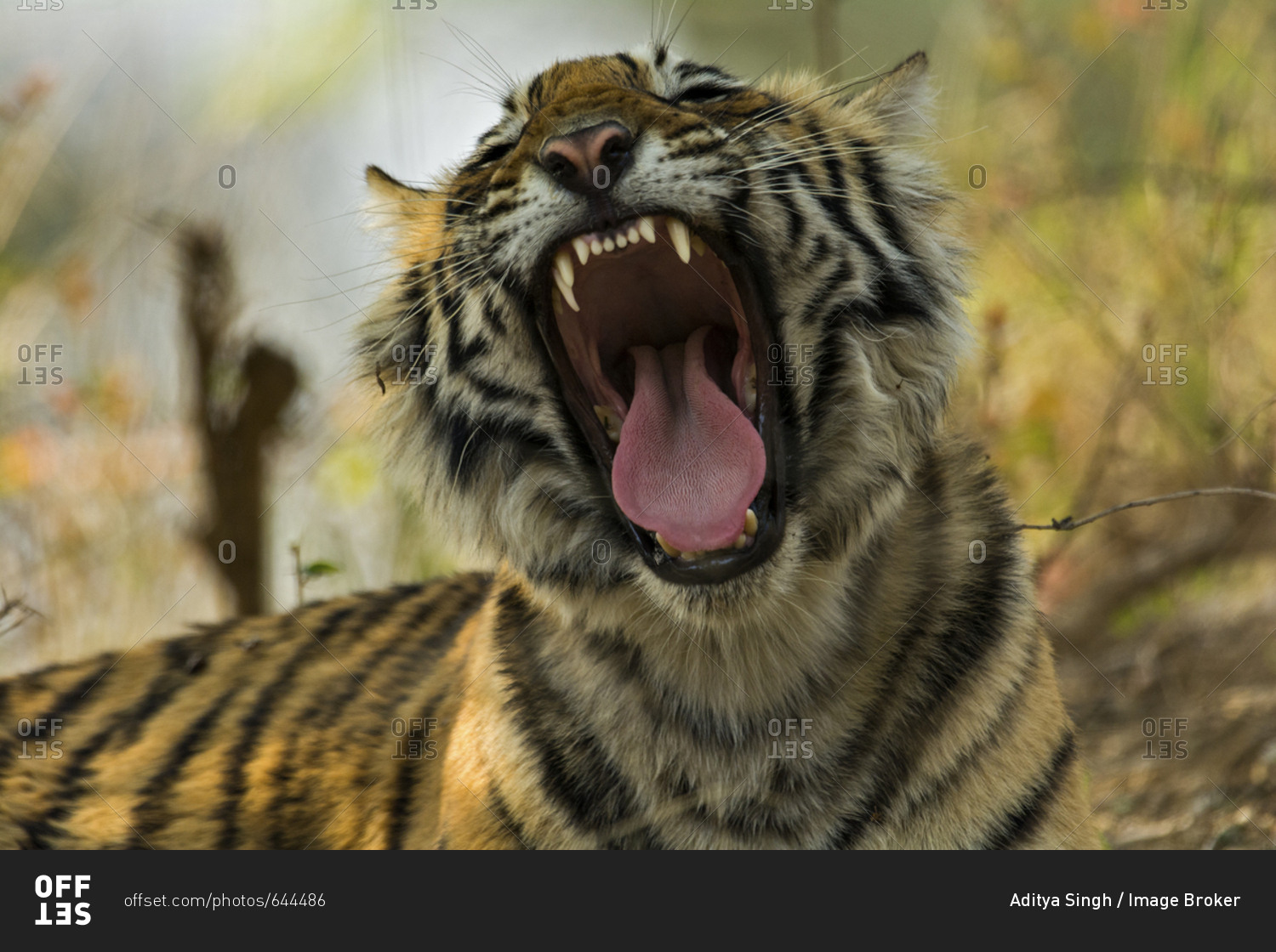 Head shot of a yawning juvenile wild Bengal Tiger (Panthera tigris tigris) in the forest, Ranthambhore National Park, Rajasthan, India, Asia