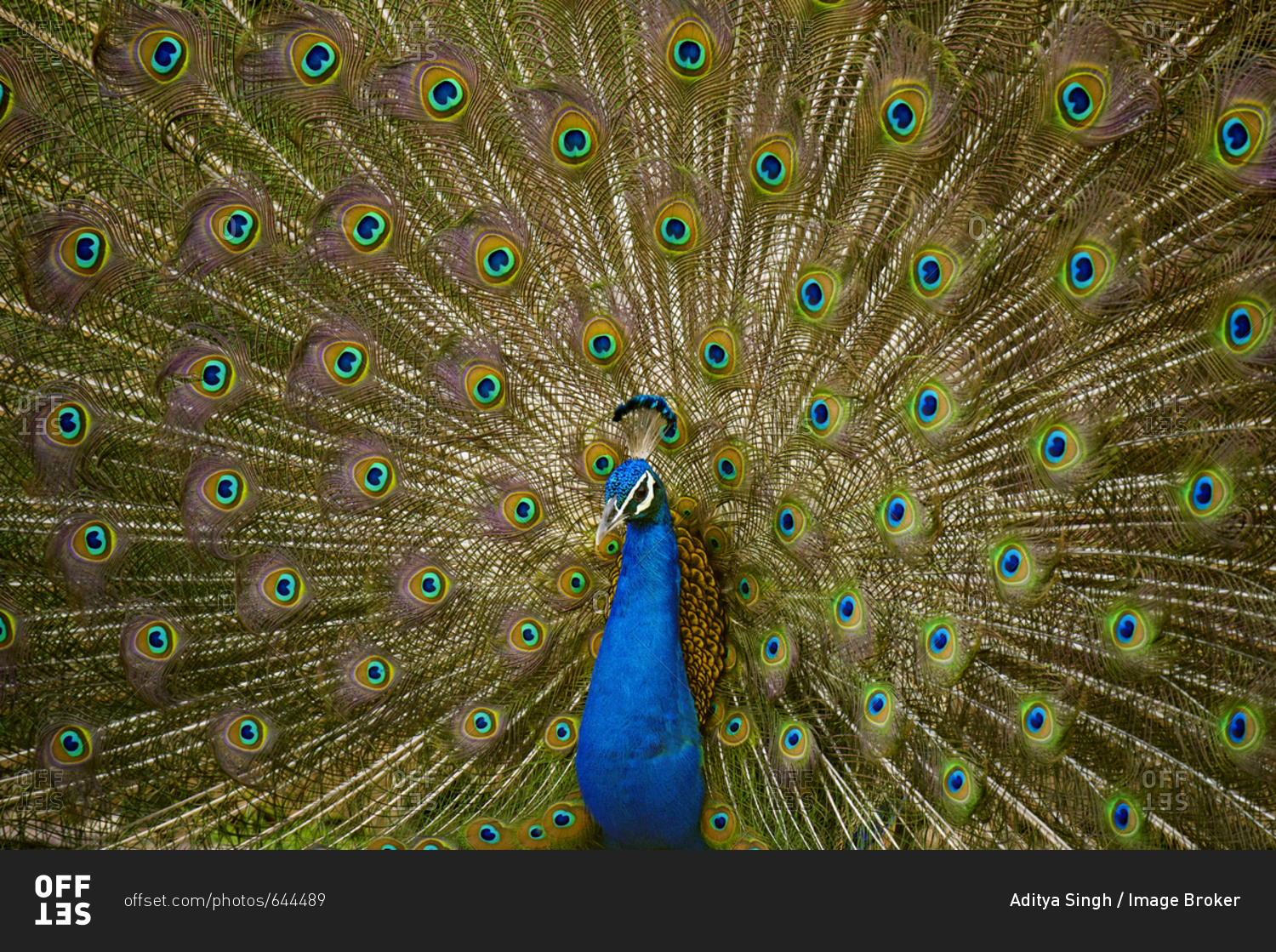 Indian Peafowl or Blue Peafowl (Pavo cristatus), male, mating display or dance, Ranthambhore National Park, Rajasthan, India, Asia
