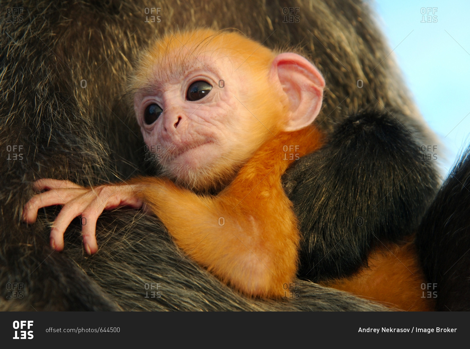 Silvered Leaf Monkey, Silver Langur (Presbytis cristata), baby in the arms of its mother, Malaysia, Southeast Asia, Asia