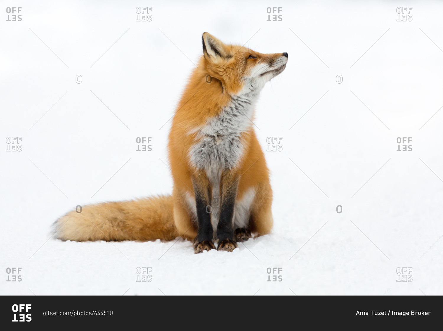 Red Fox (Vulpes vulpes) looking up, sitting in snow, Algonquin Provincial Park, Ontario, Canada, North America