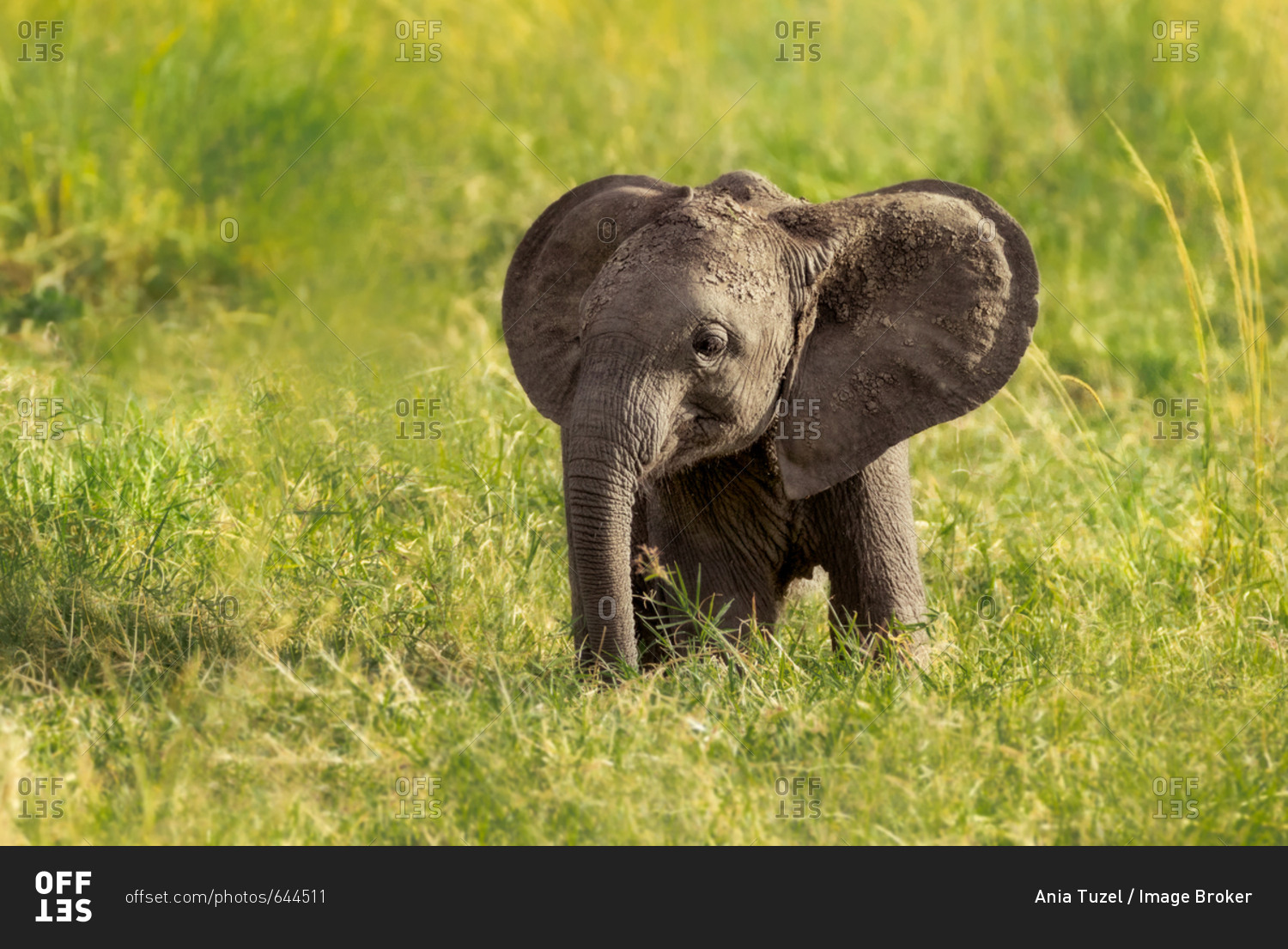 African Elephant (Loxodonta africana), young, sitting in grass, Masai Mara, Kenya, Africa