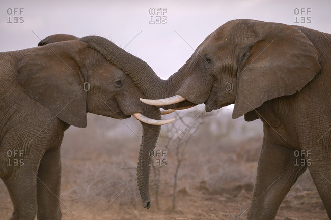 Two African elephants (Loxodonta africana) in playful fight, Zimanga Private Game Reserve, KwaZulu-Natal, South Africa, Africa