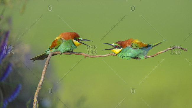 European bee-eaters (Merops apiaster), two males fighting over perch, turf war, Kiskunsag National Park, Hungary, Europe