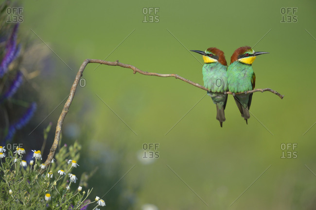 European bee-eaters (Merops apiaster), couple on perch, Kiskunsag National Park, Hungary, Europe