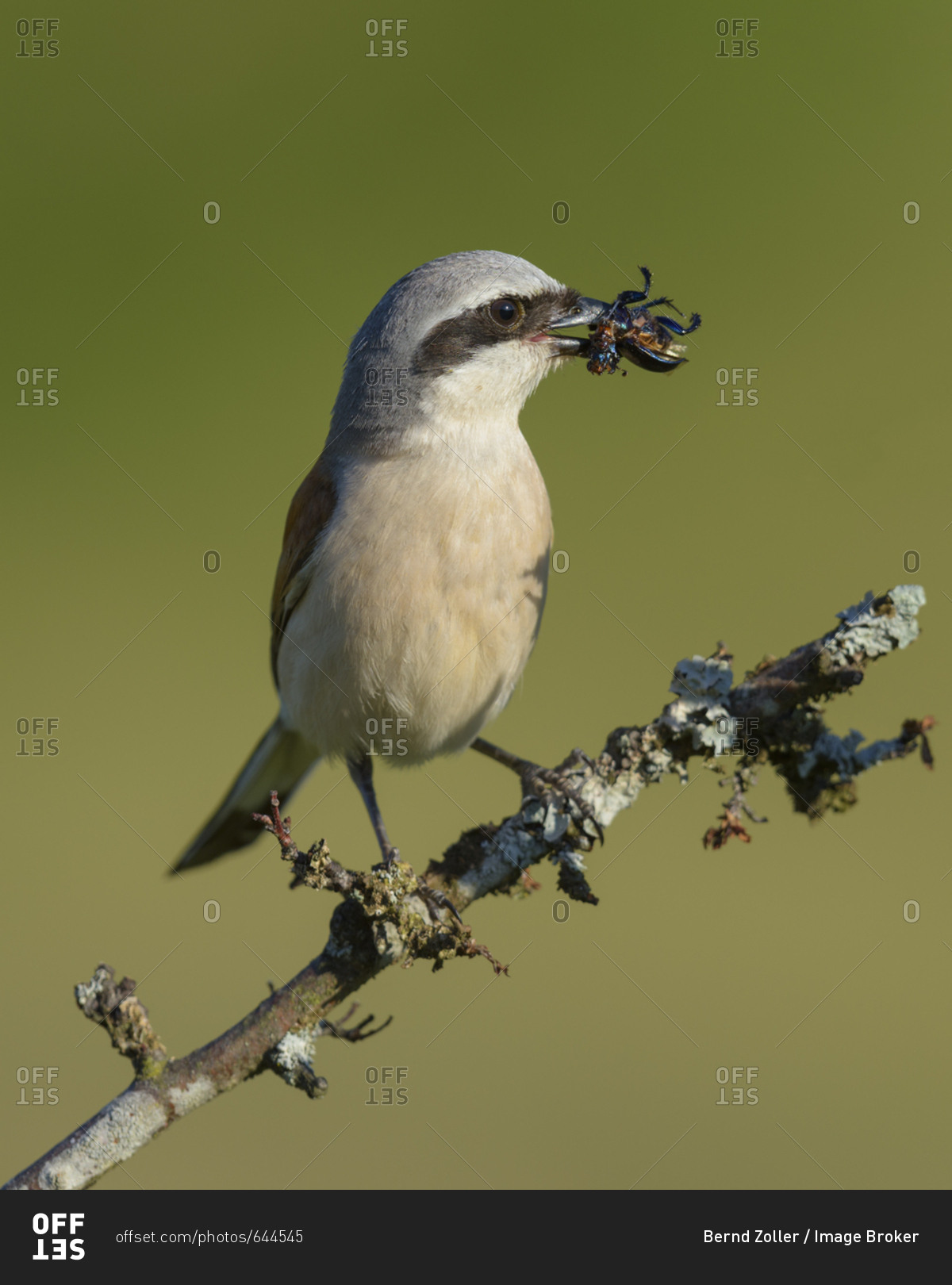Red-backed shrike (Lanius collurio), male on branch with prey, insect, biosphere field Swabian Alb, Baden-Wurttemberg, Germany, Europe