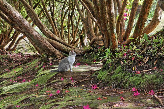 A cat under a rhododendron tree, Parque das Quimeidas, Madeira, Portugal, Europe