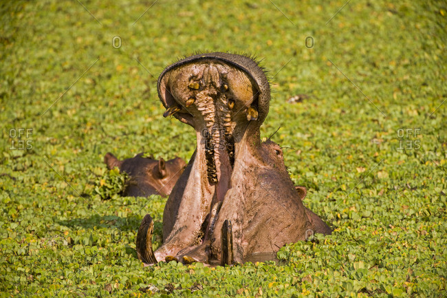 Yawning Hippopotamus (Hippopotamus amphibius) in a small water hole with aquatic plants, South Luangwa National Park, Zambia, Africa
