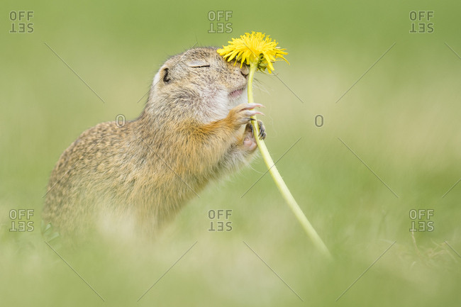 European ground squirrel (Spermophilus citellus) sniffs at Lowenzahn (Taraxacum), National Park Neusiedler See, Seewinkel, Burgenland, Austria, Europe