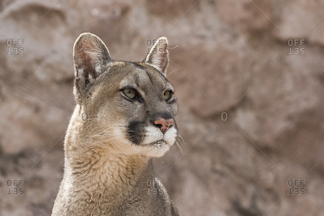 Cougar (Puma concolor) portrait, captive, Andes, Peru, South America stock  photo - OFFSET