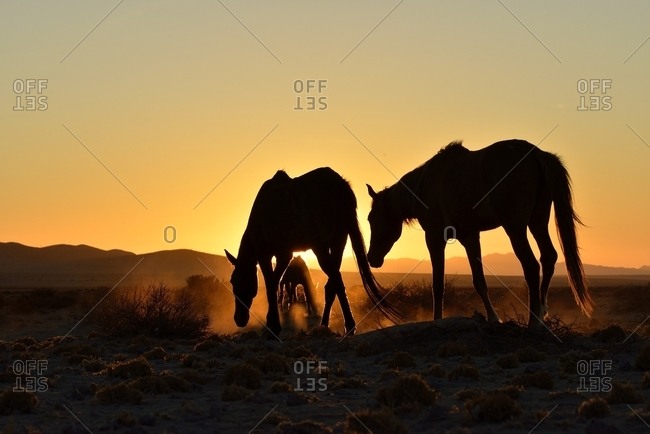 Namib desert horses (Equus ferus) at sunset, backlight, near watering hole at Garub, Aus, Karas Region, Namibia, Africa