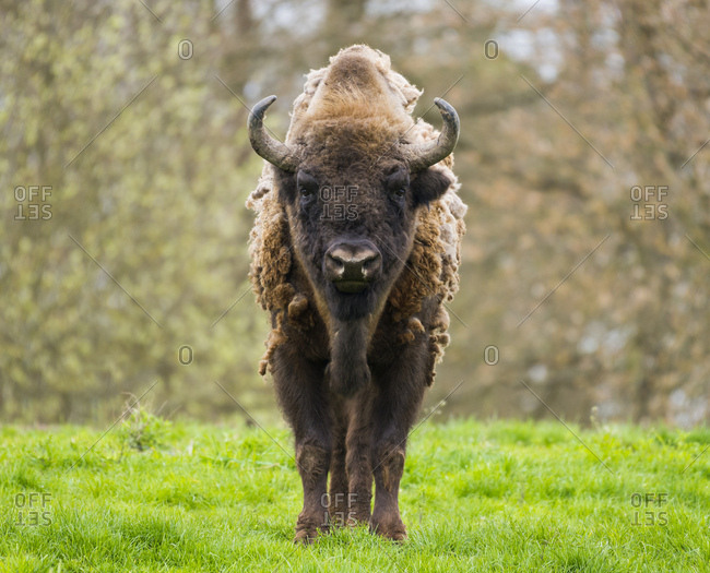 Wisent, European bison (Bison bonasus) in molt in a meadow, captive, Germany, Europe